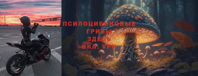 Галлюциногенные грибы Psilocybe  дарнет шоп  ОМГ ОМГ онион  Нюрба 